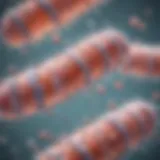 Illustration depicting the mechanisms of bacterial protein synthesis at the molecular level.