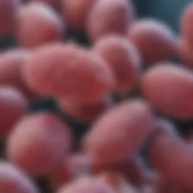 Scientific Insights into Bacteroidetes Probiotics Scientific research on Bacteroidetes probiotics