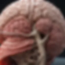 Anatomical diagram of sheep brain structures