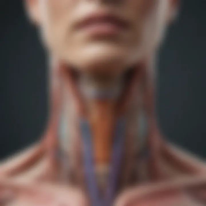 Illustration of thyroid gland anatomy highlighting lymph nodes