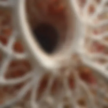 The Structural Influence of Silica on Bone Integrity Illustration of silica's role in bone structure