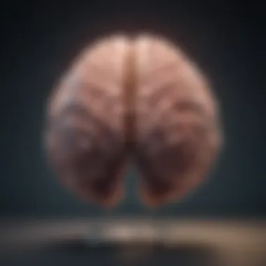 Brain Regions and Their Role in Memory Brain regions involved in memory and stress response