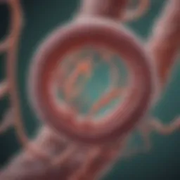Microscopic view of H. pylori bacteria