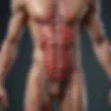 Illustration of cardiovascular system responding to exercise