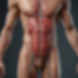 Illustration of cardiovascular system responding to exercise