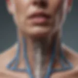 Thyroid gland illustration with hormonal pathways