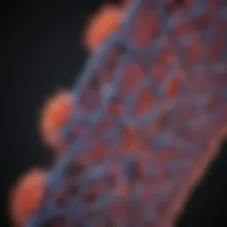 Illustration of β-actin protein structure