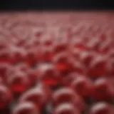 Representation of erythropoiesis and its regulatory mechanisms
