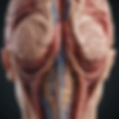 Anatomy of Aneurysms in the Brain Detailed anatomical illustration of the brain highlighting aneurysms