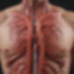 Illustration of the cardiovascular system highlighting arterial blood flow