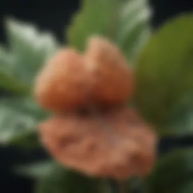 Close-up of a fungal infection on plant leaves