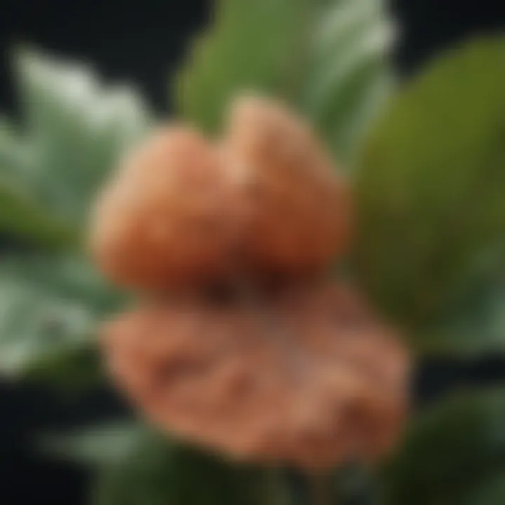 Close-up of a fungal infection on plant leaves