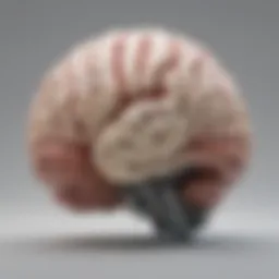 Illustration of the anatomical structures of the right hemisphere