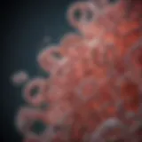 Microscopic view of E. coli bacteria