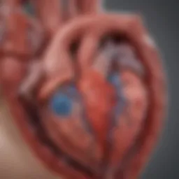 Illustration of the heart structure showcasing the chambers and valves.