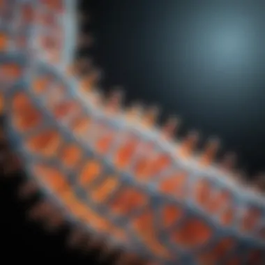 Biotechnological Applications of Fusion DNA Polymerase Applications of Fusion DNA Polymerase in biotechnology
