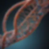 Detailed structure of Fusion DNA Polymerase