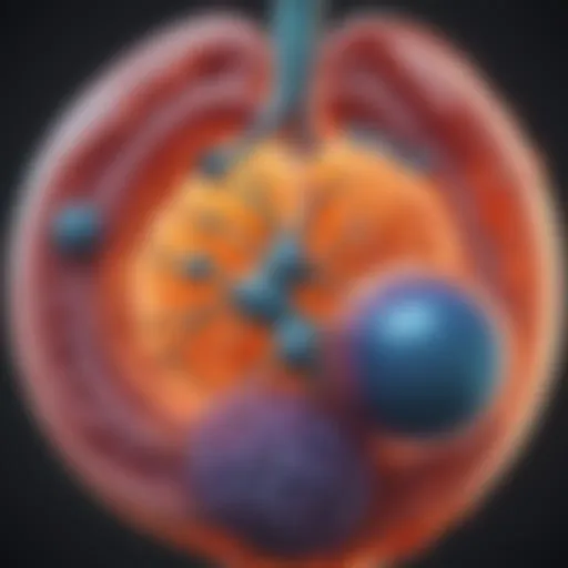 Illustration of gas bubbles in the digestive tract