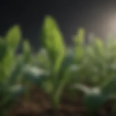 Enhancing Crop Growth with Hypertonic Solutions Agricultural application of hypertonic solutions in crops