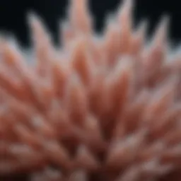Microscopic view of hypertonic salt crystals