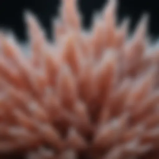 Microscopic view of hypertonic salt crystals