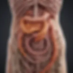 A detailed illustration of the gastrointestinal tract showing areas affected by IBS