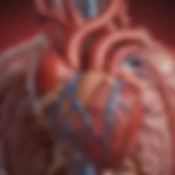 Illustration showing the anatomy of the heart and its major components