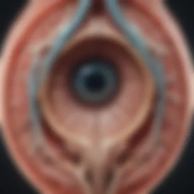 Detailed Anatomy of the Optic Nerve Anatomy of the optic nerve