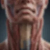 Anatomical illustration of parathyroid glands