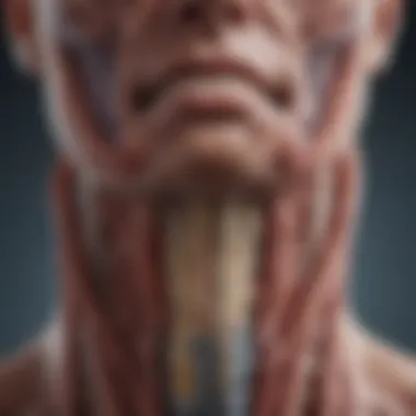 Anatomical illustration of parathyroid glands