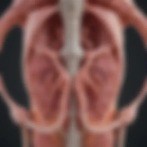 Illustration depicting the structure of the renal parenchyma.