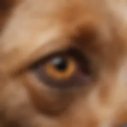 A close-up view of a dog's skin showing symptoms of cancer.