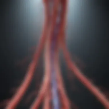 Illustration of the systemic circulation pathway highlighting major arteries and veins.