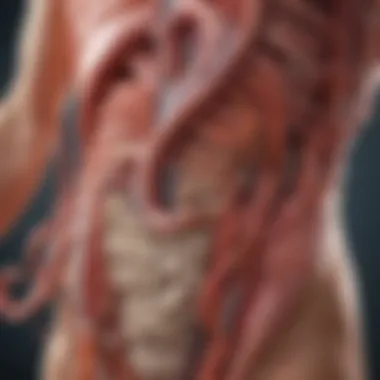Gastrointestinal Tract Overview Gastrointestinal tract illustration