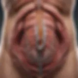 Illustration of the stomach anatomy