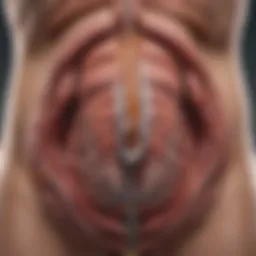 Illustration of the stomach anatomy