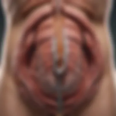 Anatomy of the Stomach Illustration of the stomach anatomy