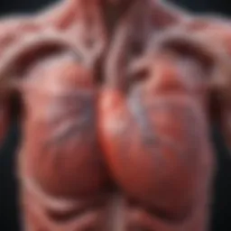 Illustration depicting the connection between the heart and lungs