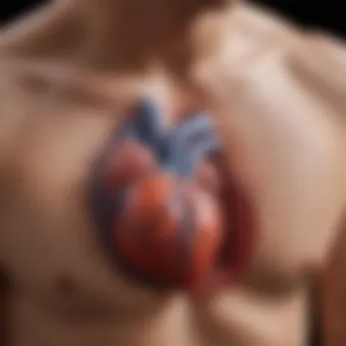 Physical Activity's Influence on Heart and Respiratory Function Chart illustrating the influence of physical activity on heart and respiratory function