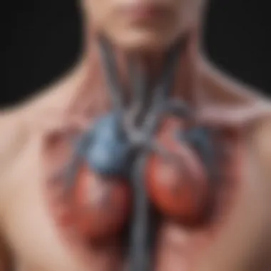 Physiological Mechanisms of Heart and Breathing Diagram showing the physiological mechanisms of heart and breathing interaction