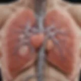 Diagram illustrating the anatomical relationship between the lungs and the abdominal cavity.