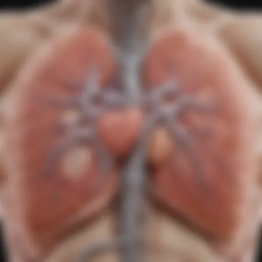 Diagram illustrating the anatomical relationship between the lungs and the abdominal cavity.