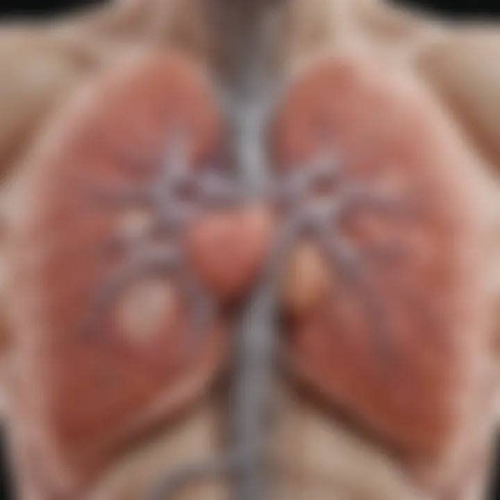 Diagram illustrating the anatomical relationship between the lungs and the abdominal cavity.