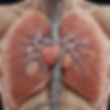 Anatomical Relationship Between COPD and Inguinal Hernia Diagram illustrating the anatomical relationship between the lungs and the abdominal cavity.