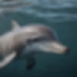 Close-up of a dolphin near the surface of the water