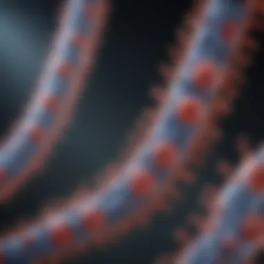 Diagram showing the role of antibodies in modulating Wnt signaling