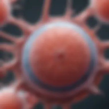 Types of Stem Cells in Orthopaedics Diagram showcasing types of stem cells used in orthopaedics